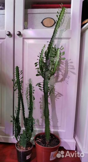 Монстера, Молочай, Сансевиерия, Суккулент