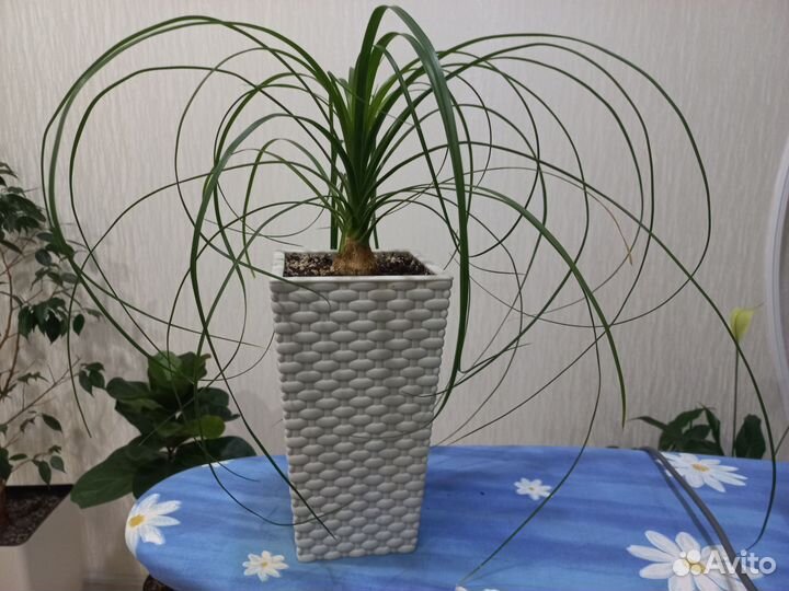 Бокарнея нолина