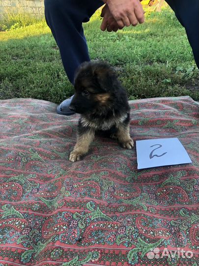 Щенки немецкой овчарки длинношерстной