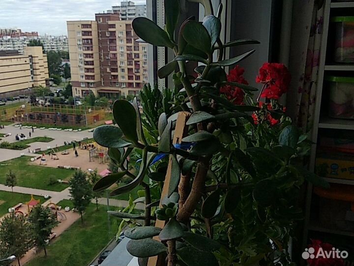 Толстянка денежное дерево