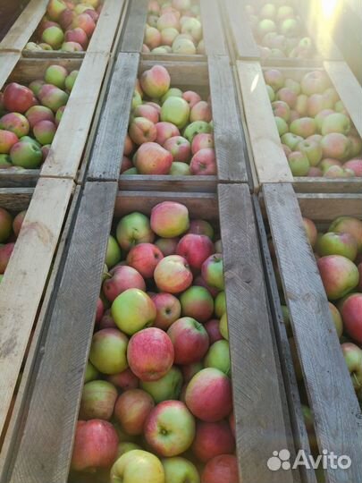 Продам яблоки