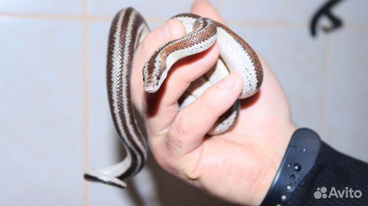 Калифорнийский удав (Lichanura trivirga)