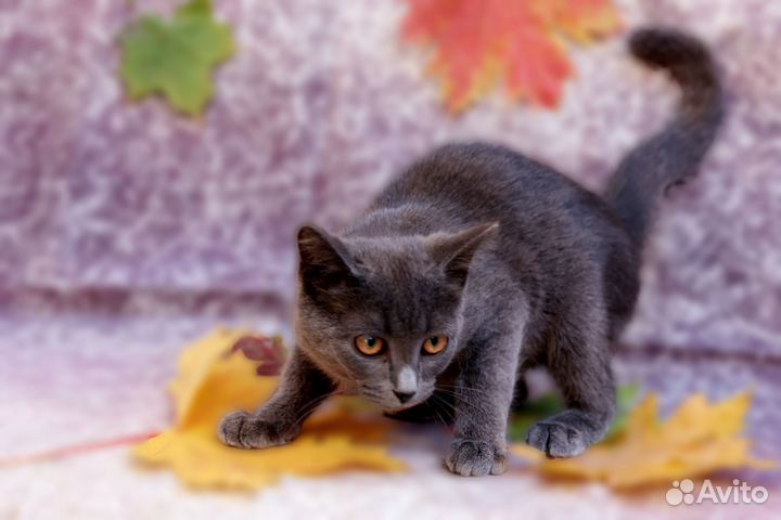 Кошка в дар бесплатно
