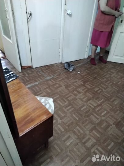 Котенок вислоухий