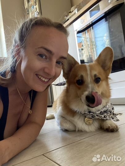 Передержка собаки. Догситтер. Собачья няня