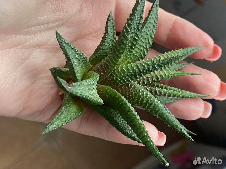 Сансевиерия Хавортия