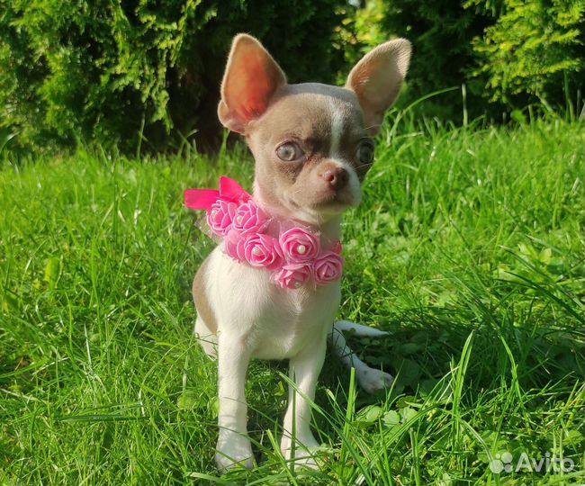 Бело-лиловая куколка чихуахуа