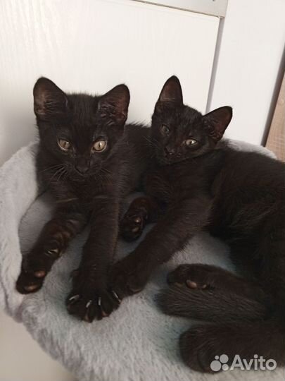 2 брата, 2 месяца, чудесные котята, мальчики