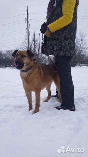 Добряк Рон (Собака из приюта)