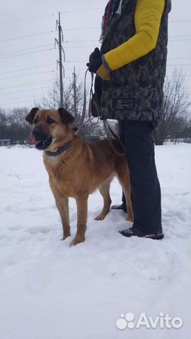 Добряк Рон (Собака из приюта)