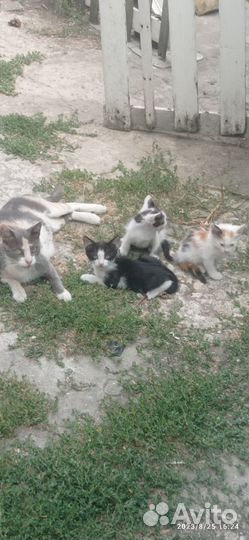 Котята простые от трехцветки