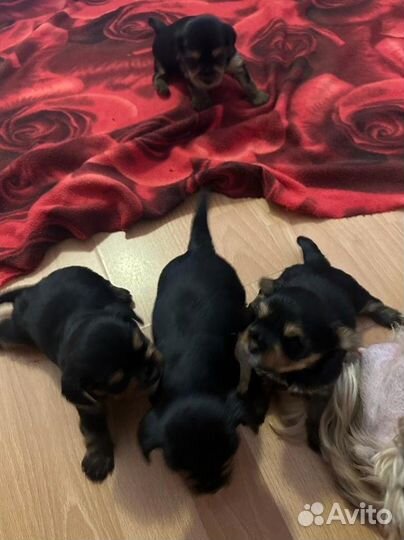 Йоркширский терьер все девочки