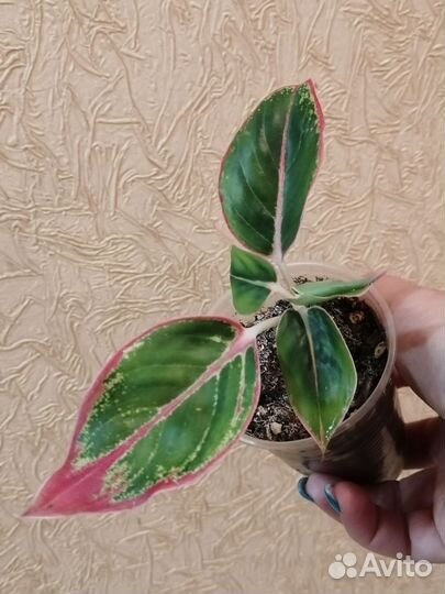 Комнатные цветы 1