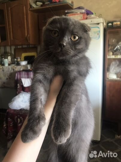 Шотландские котята