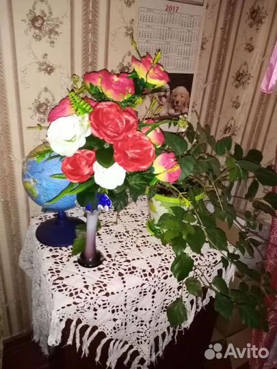 Циссус ромболистный