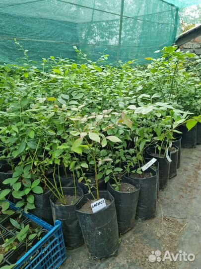 Декоративные растения для сада