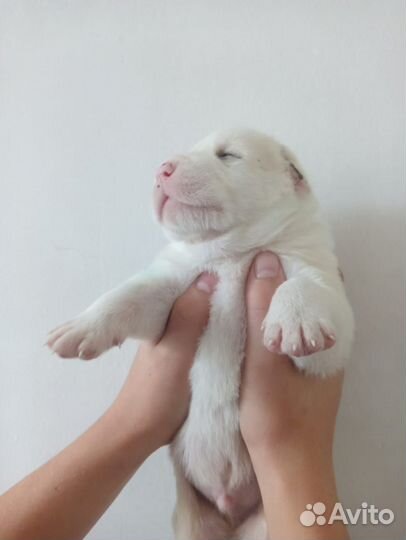 Алабая щенки продам