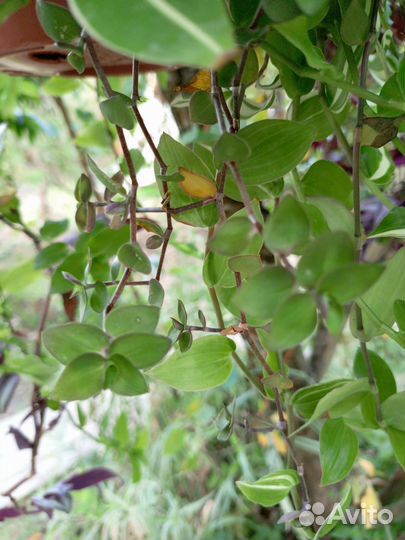 Традесканция