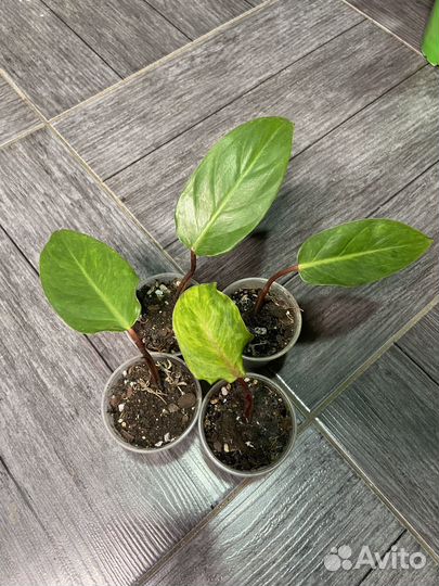 Филодендрон