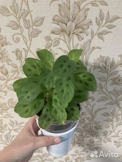 Маранта фэнтэзи и маранта керховена