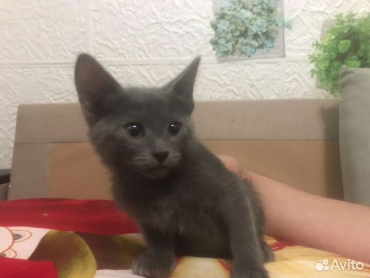 Обычные, не породистые хотят счастья