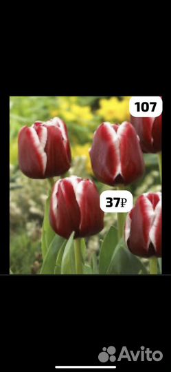 Луковицы тюльпанов и ирисов