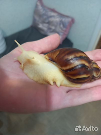 Улитки Ахатины