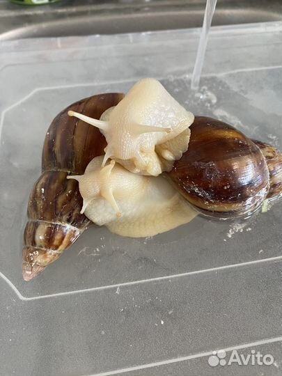 Улитка ахатина, фулика альбино бади