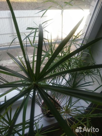 Толстяка циперус мята