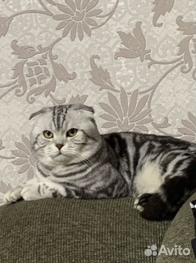 Вязка шотландский котик