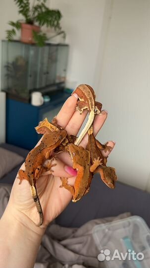 Реснитчатый бананоед