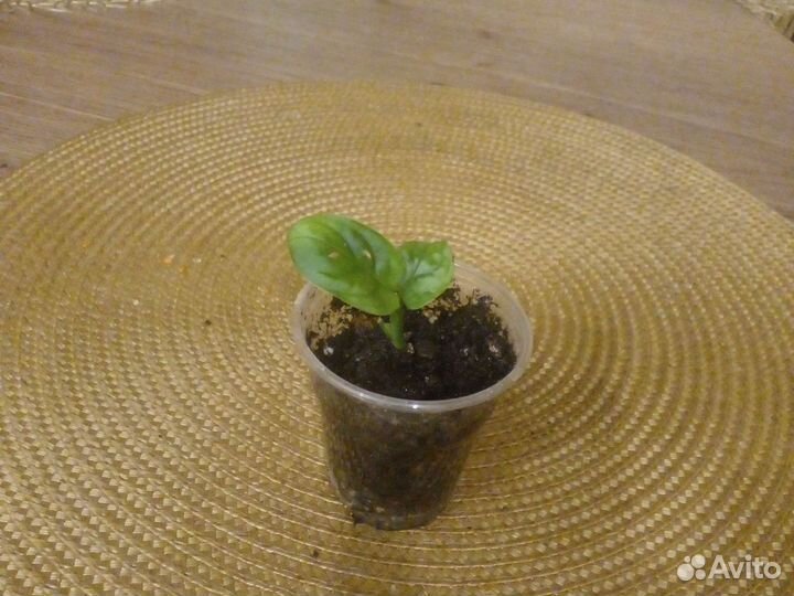 Монстера манки маск