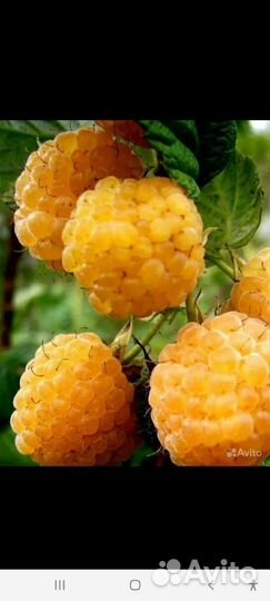 Саженцы желтой малины