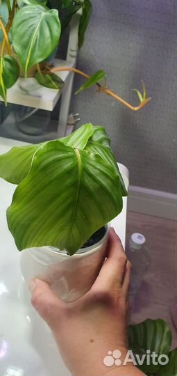 Комнатные растения цветы калатея монстера