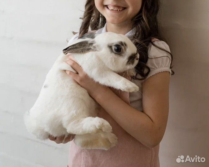 Кролик в аренду на фотосессию