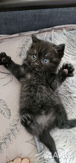 Шотландская