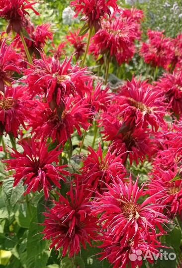 Цветы монарда