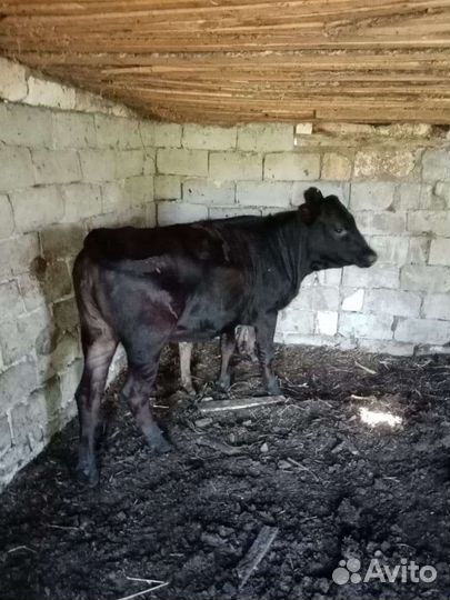 Корова и тёлка откорм