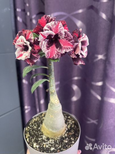 Сортовые адениумы