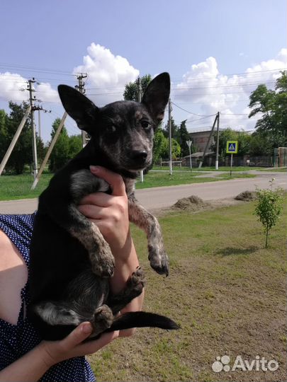 Щенки. бесплатно