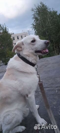 Ищу передержку для собачки