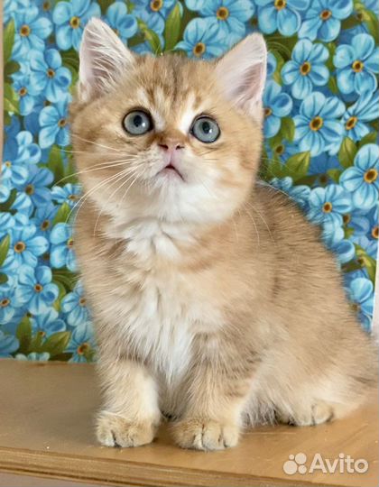 Золотая шиншилла девочка