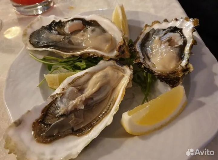 Устрицы