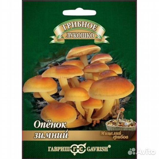 Мицелий грибов