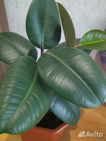 Фикус робуста