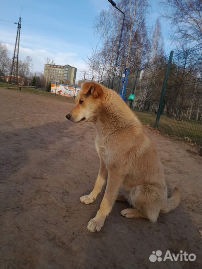 Собака Рыжуля - Шайни
