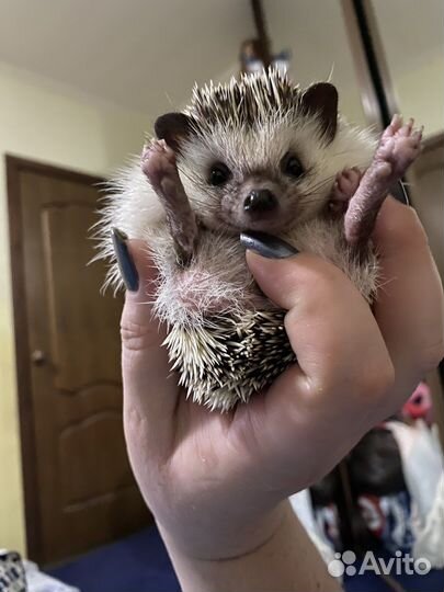 Африканский карликовый еж