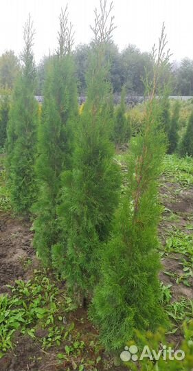 Туя Смарагд