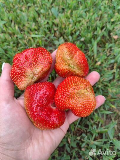 Клубника ремонтантная и малина ремонтантная