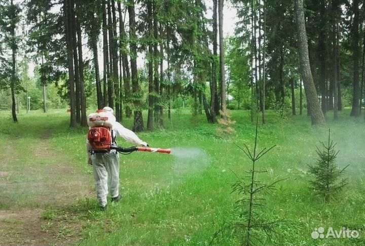 Уничтожение клопов тараканов лечение растений